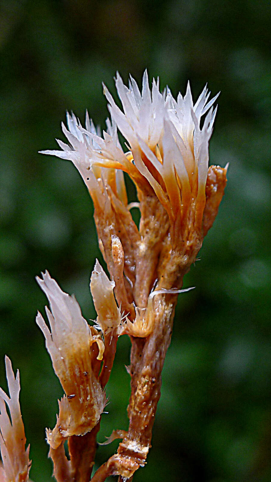 Sivun Lachnocladiaceae kuva