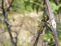 Image of Balkan Emerald