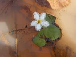 Image of Water-snowflake