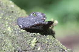 Image of Black Witches' Butter