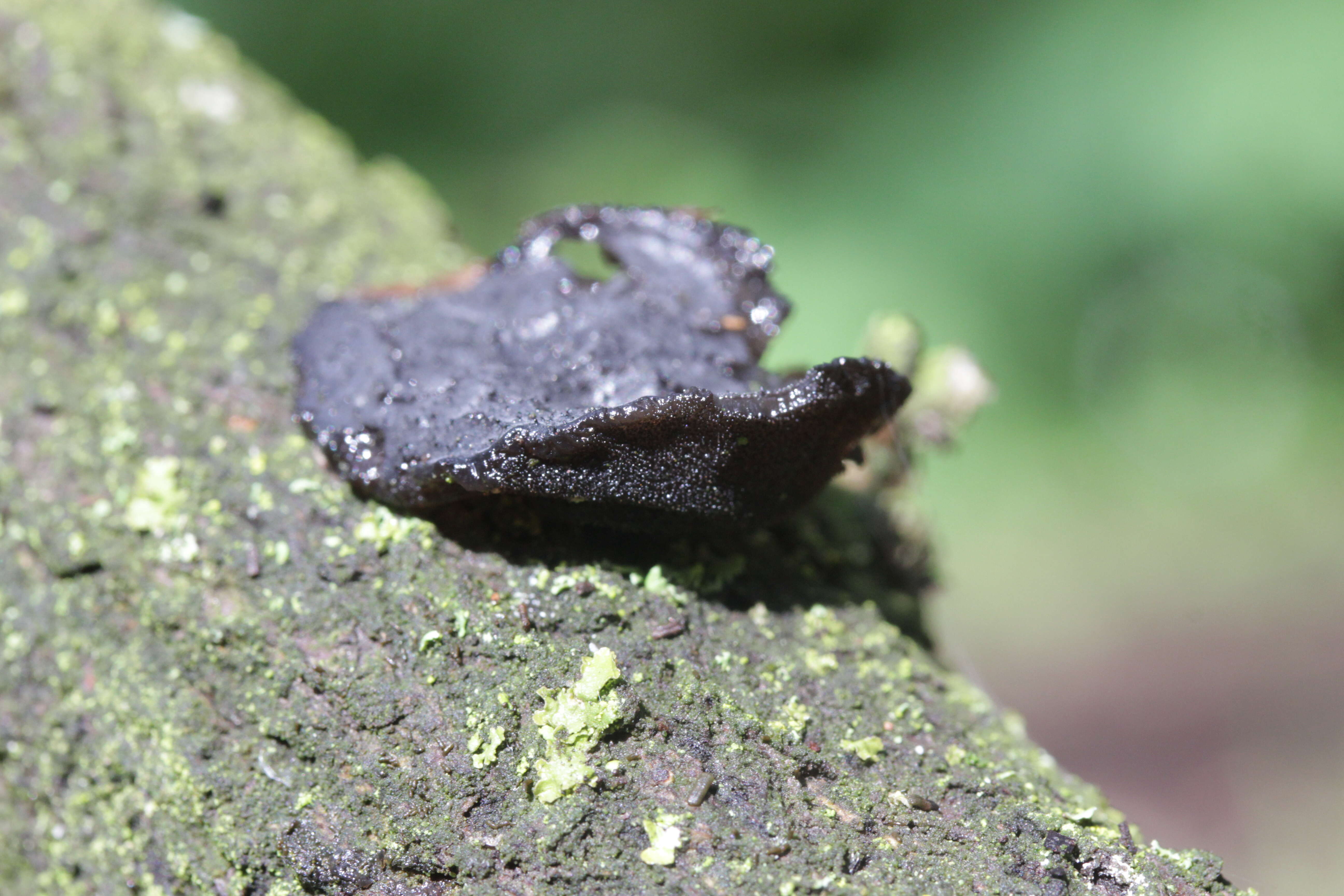 Image of Black Witches' Butter