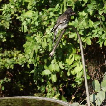 Image of Black Phoebe