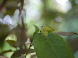 Image of Dimorphocalyx glabellus var. lawianus (Hook. fil.) Chakrab. & N. P. Balakr.