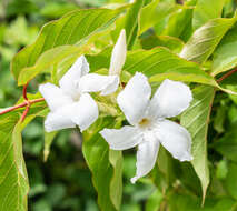 صورة Mandevilla laxa (Ruiz & Pav.) R. E. Woodson