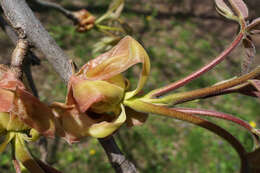 Image of shellbark hickory