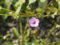 Plancia ëd Ipomoea triloba L.