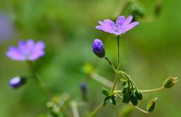 Image of hedgerow geranium