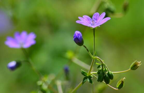 Image of hedgerow geranium