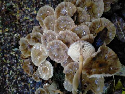 Image of Armillaria novae-zelandiae (G. Stev.) Boesew. 1977