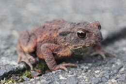 Image of Common Toad