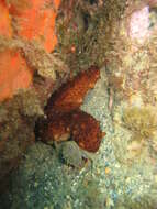 Image of brown sea cucumber