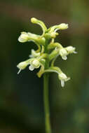 Image of Green Woodland Orchid