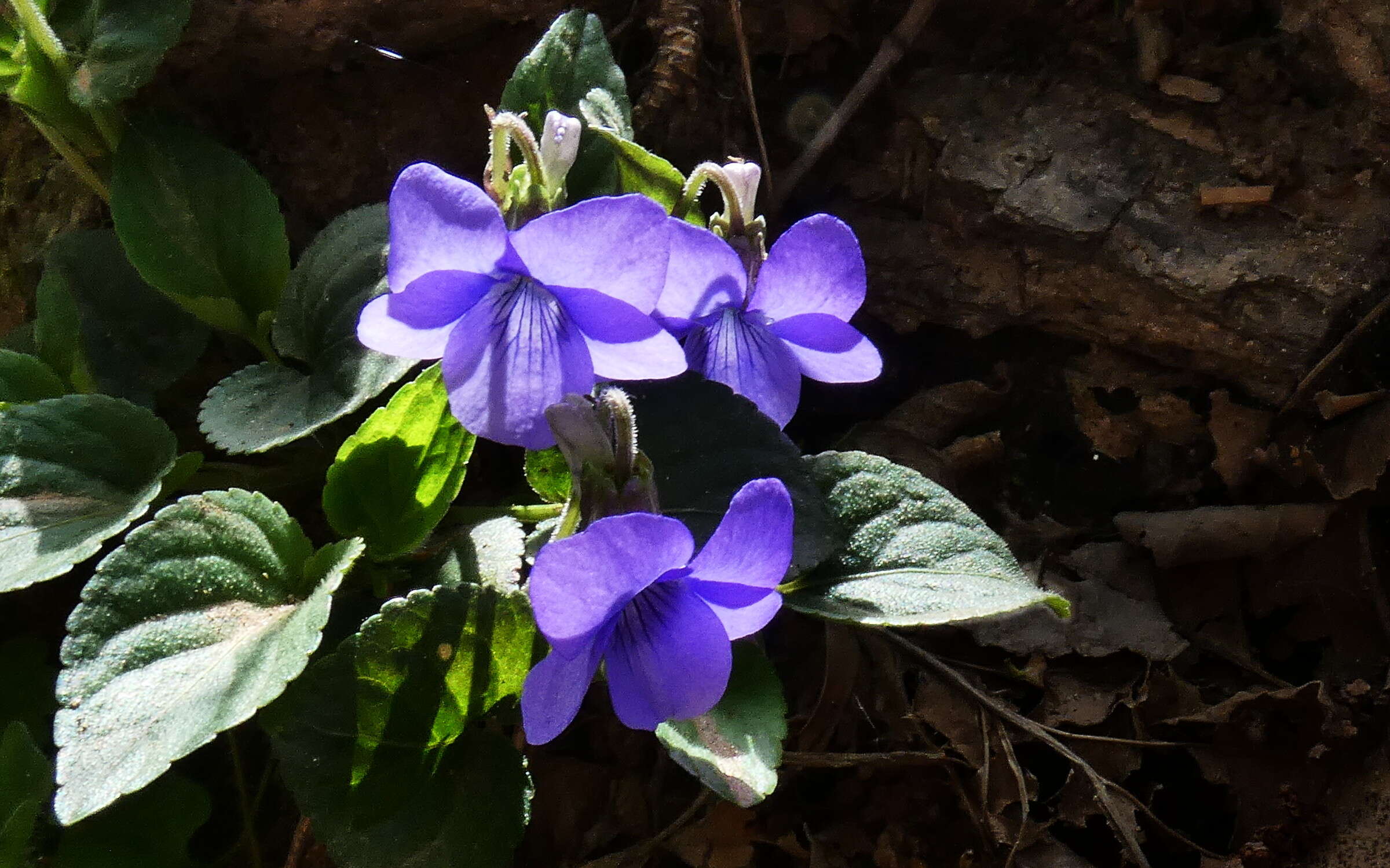 Image of common dog-violet