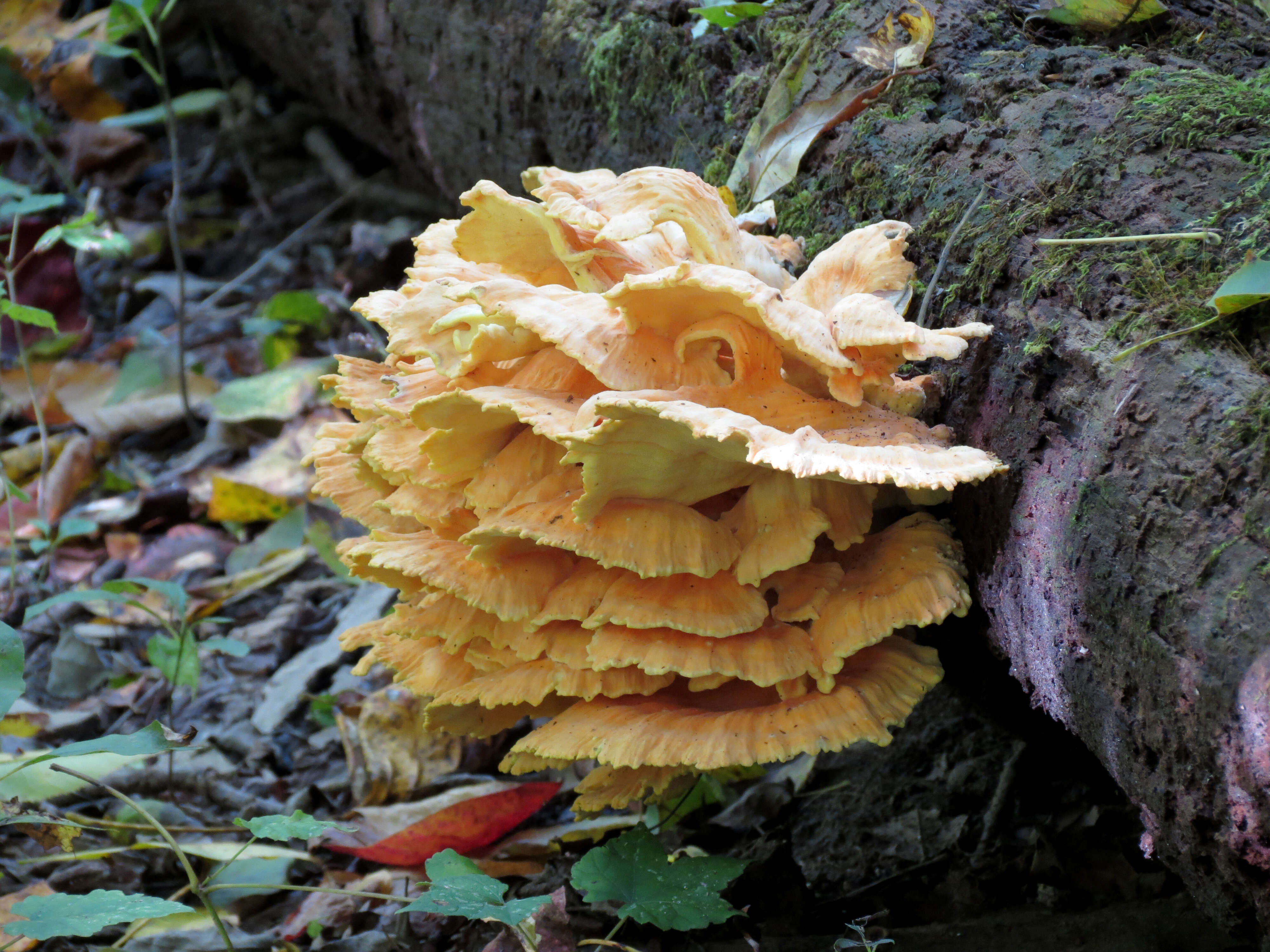 Image of Laetiporus