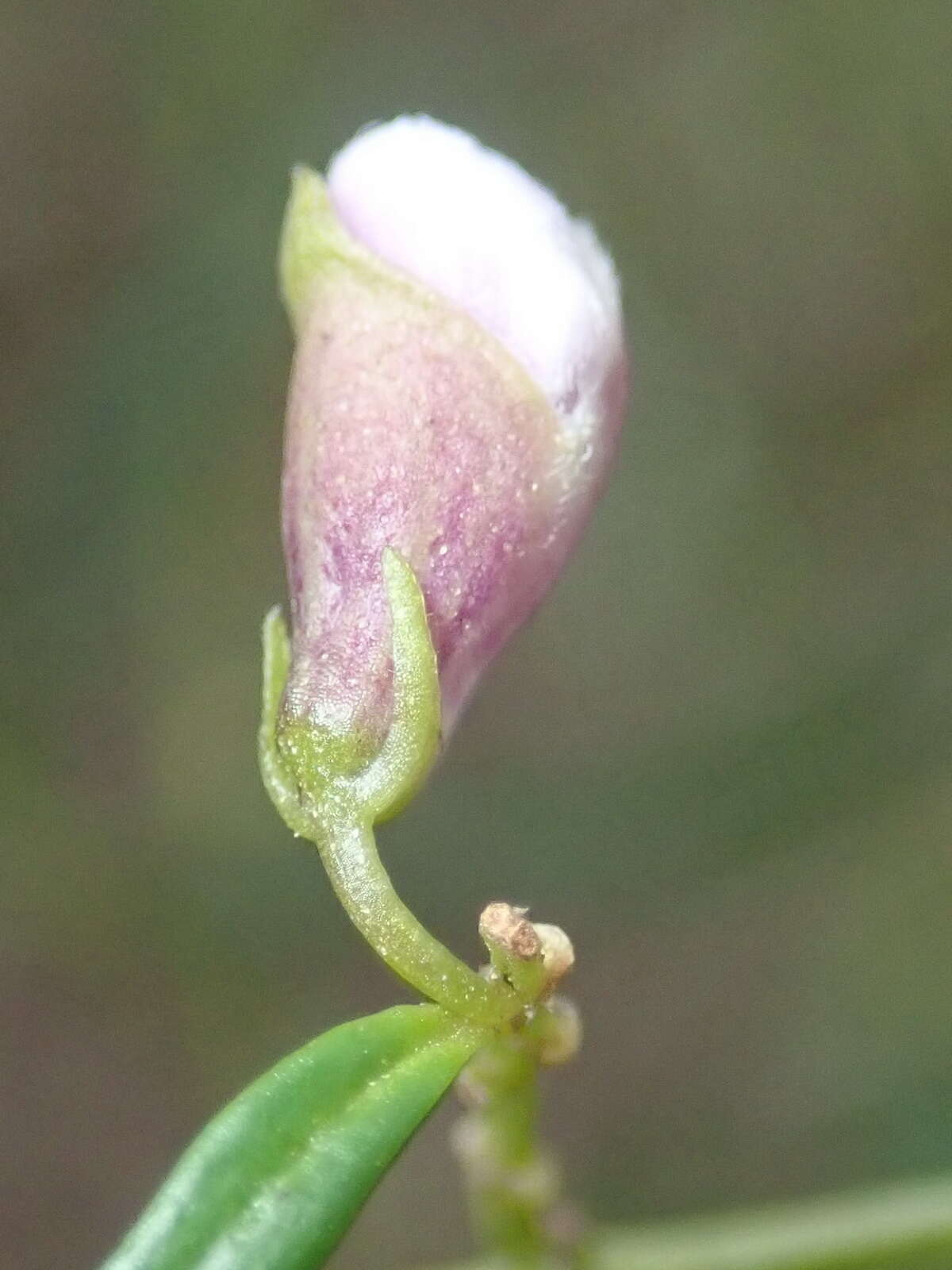 Image of Narrow-leaved Mint-bush