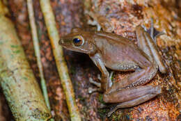 Image of Hong Kong Whipping Frog