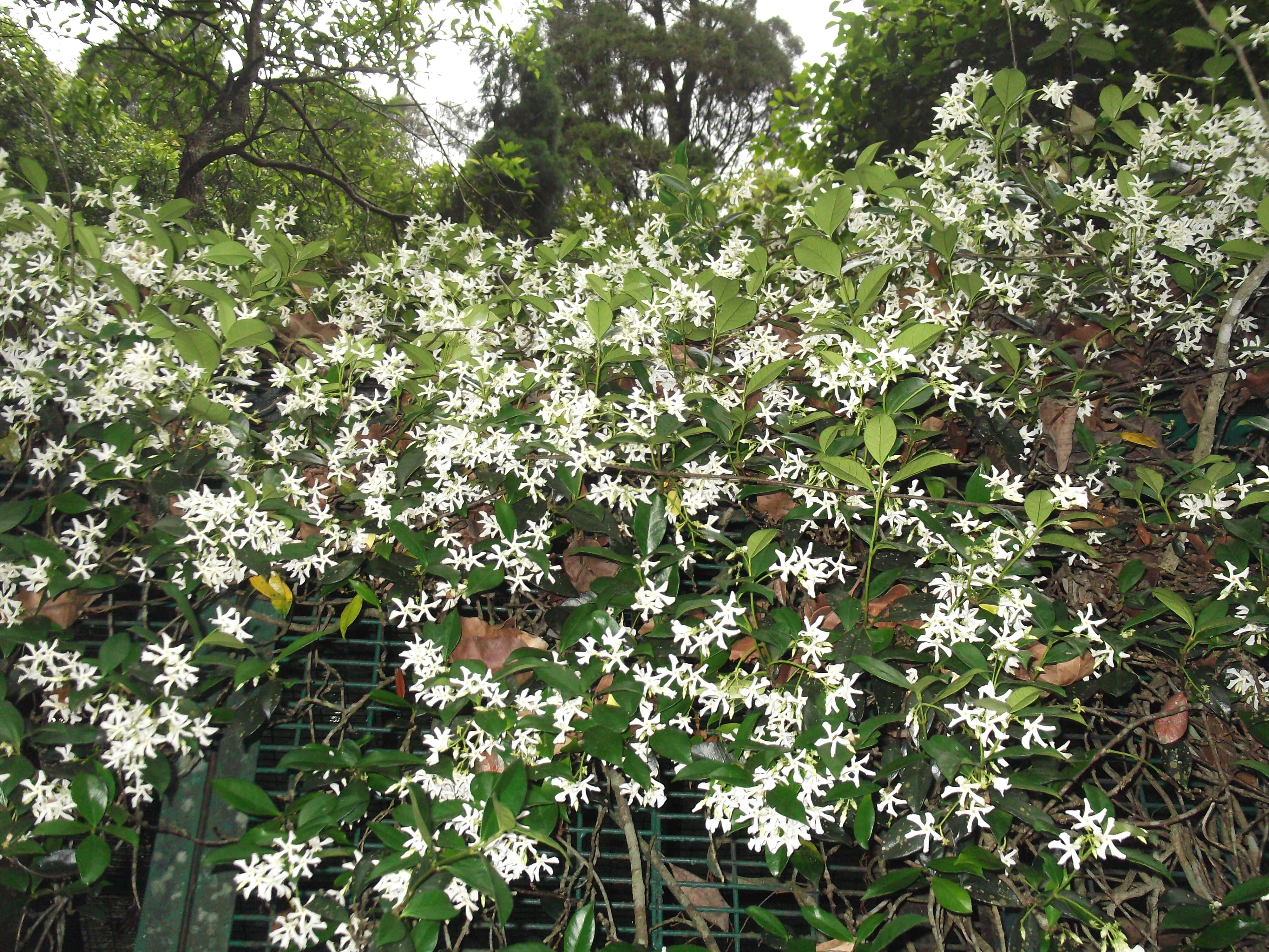 Image of Star-jasmine or Confederate-jasmine