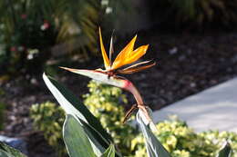 Image of Bird of paradise plant