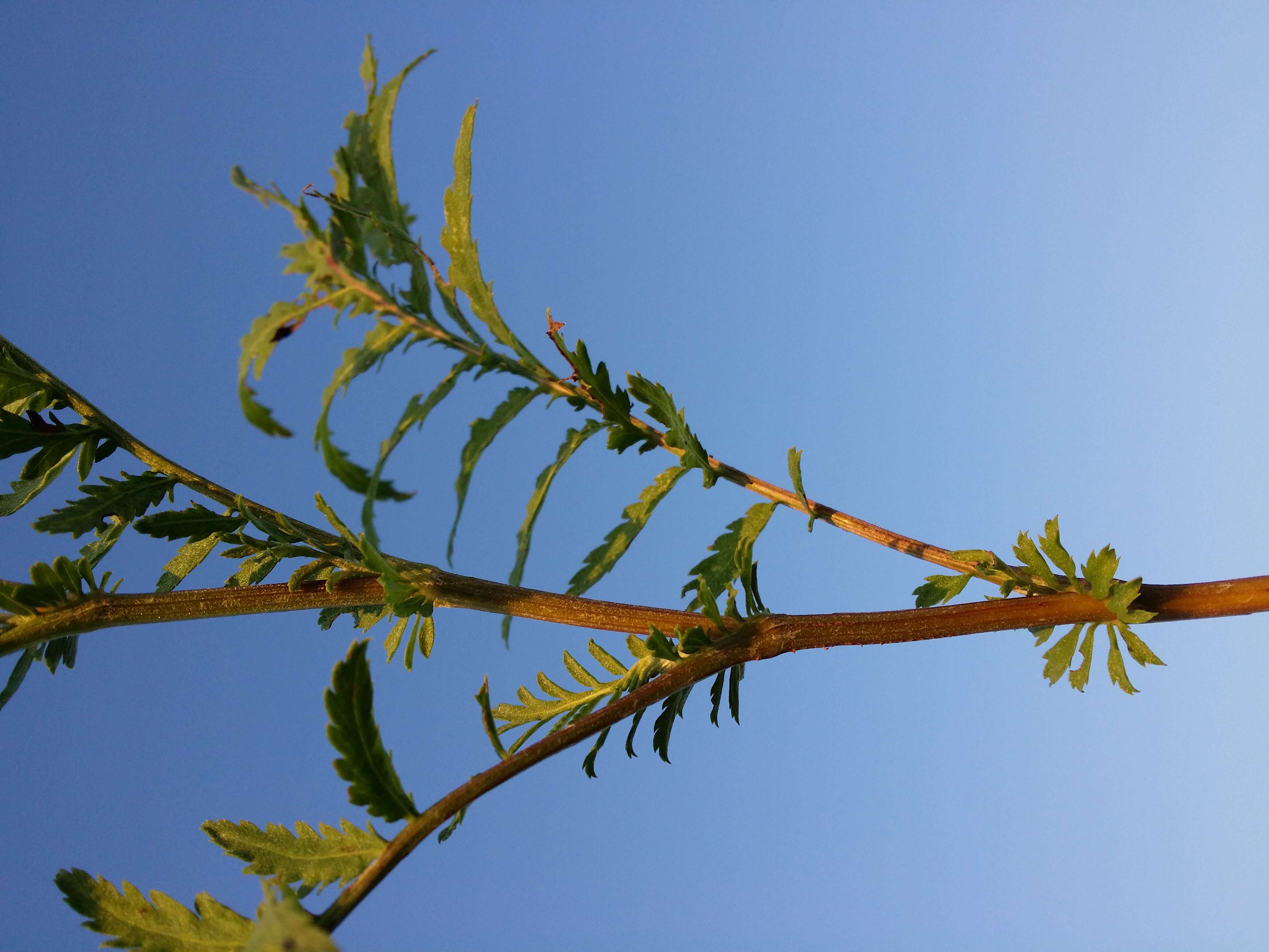 Image of common tansy