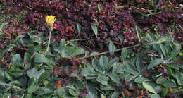 Image of Mouse-ear-hawkweed