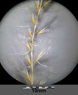 Imagem de Miscanthus sacchariflorus (Maxim.) Benth. & Hook. fil. ex Franch.