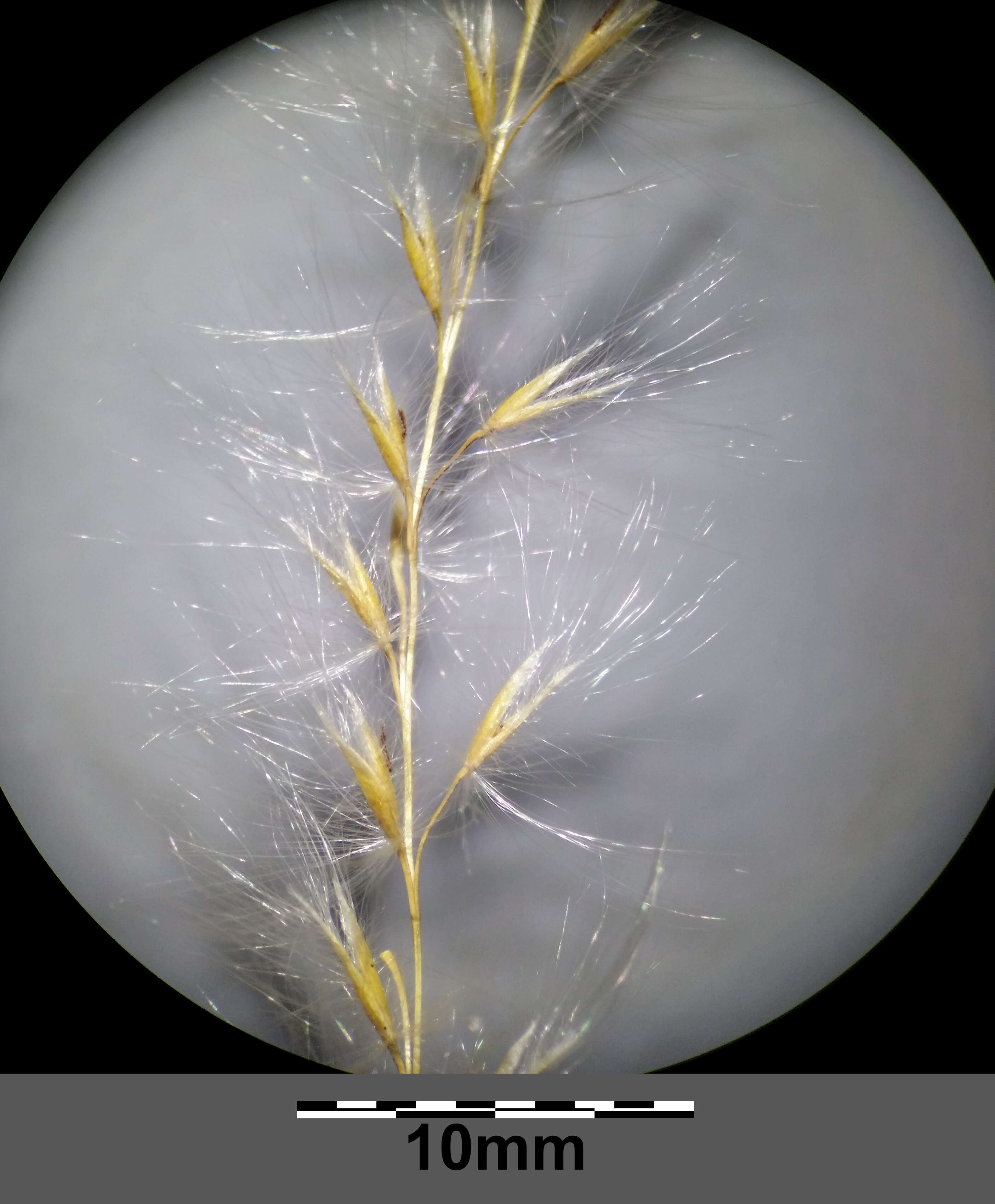 Imagem de Miscanthus sacchariflorus (Maxim.) Benth. & Hook. fil. ex Franch.