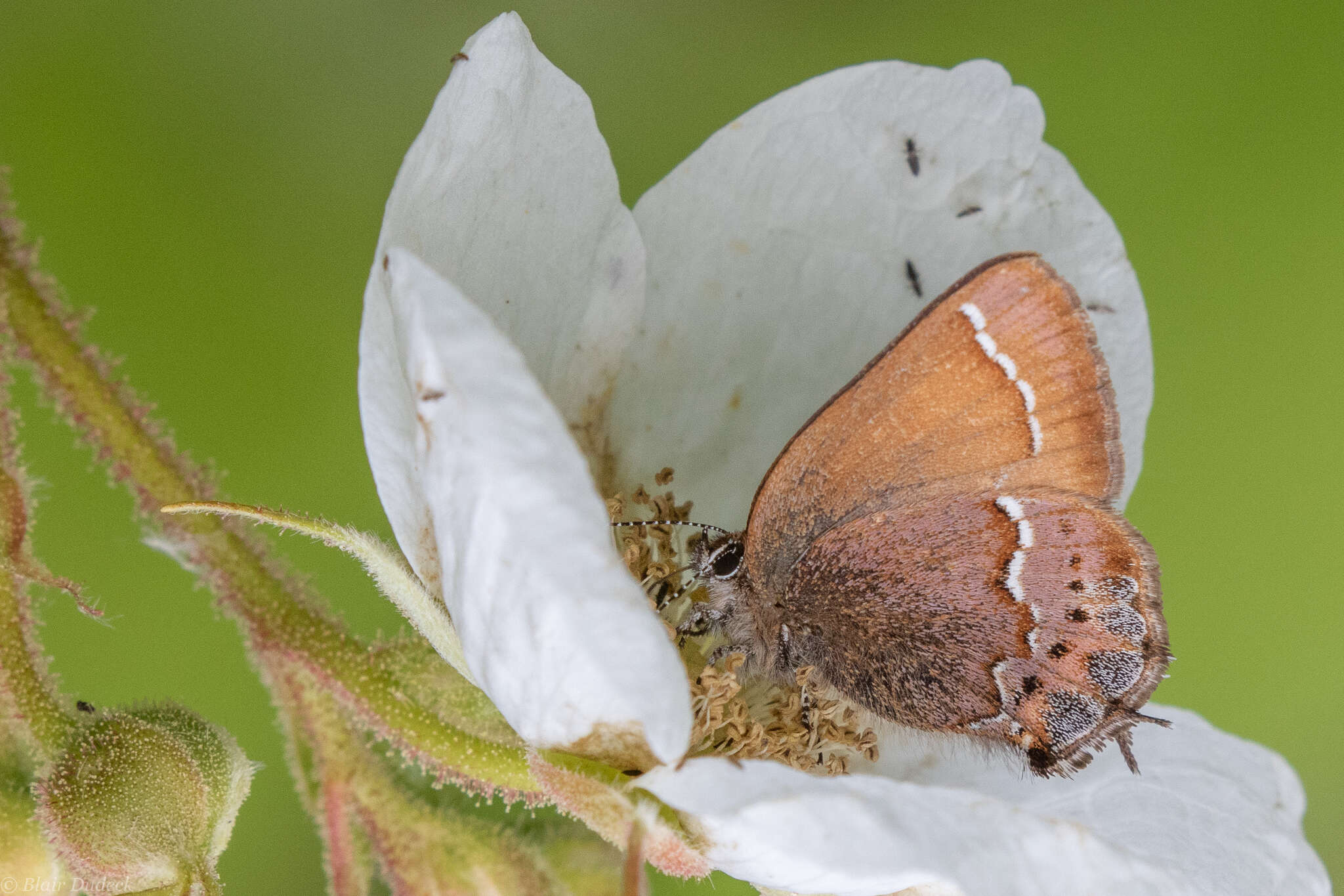 Plancia ëd Callophrys gryneus