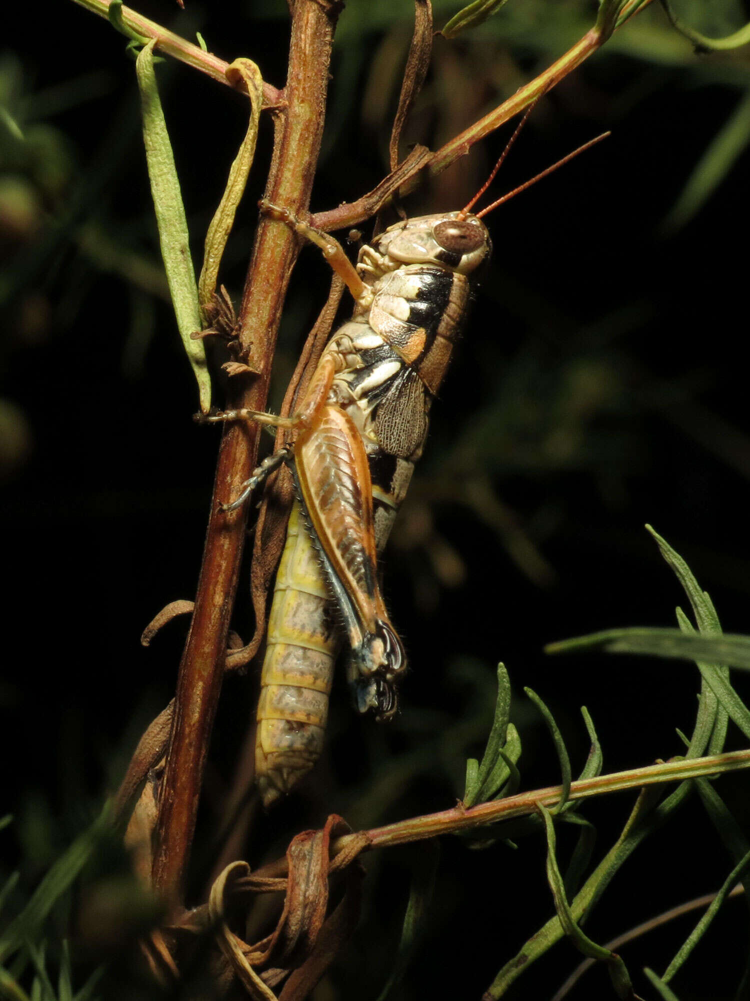 Image of Large-headed Grasshopper