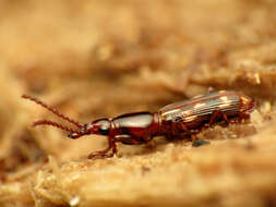 Image of Oak Timberworm