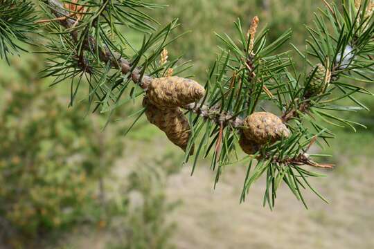 Image of jack pine