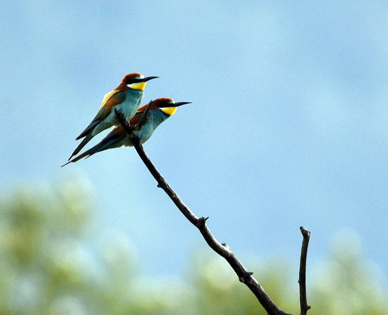 Image of bee-eater, european bee-eater