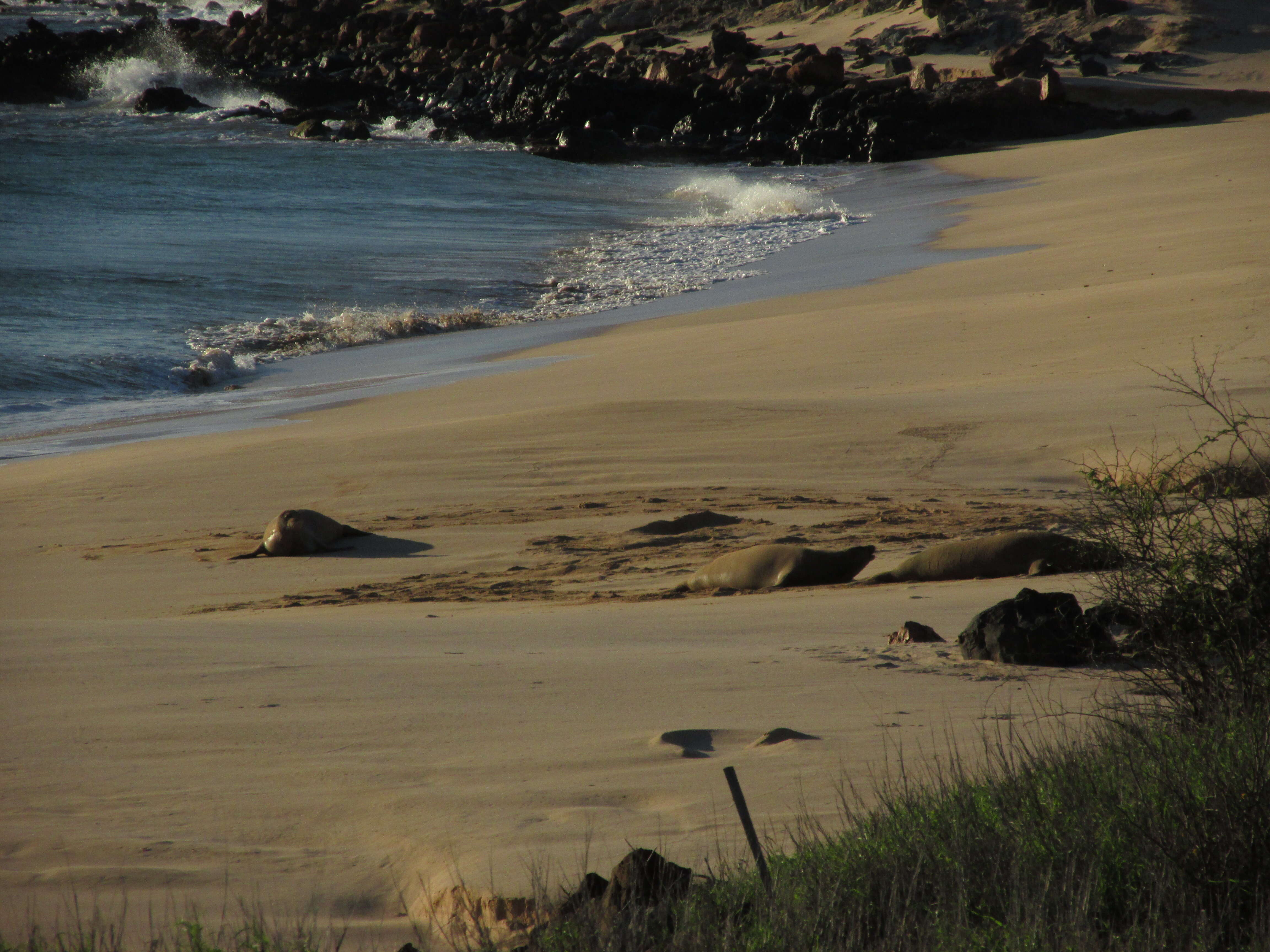 Image of Hawaiian Monk Seal