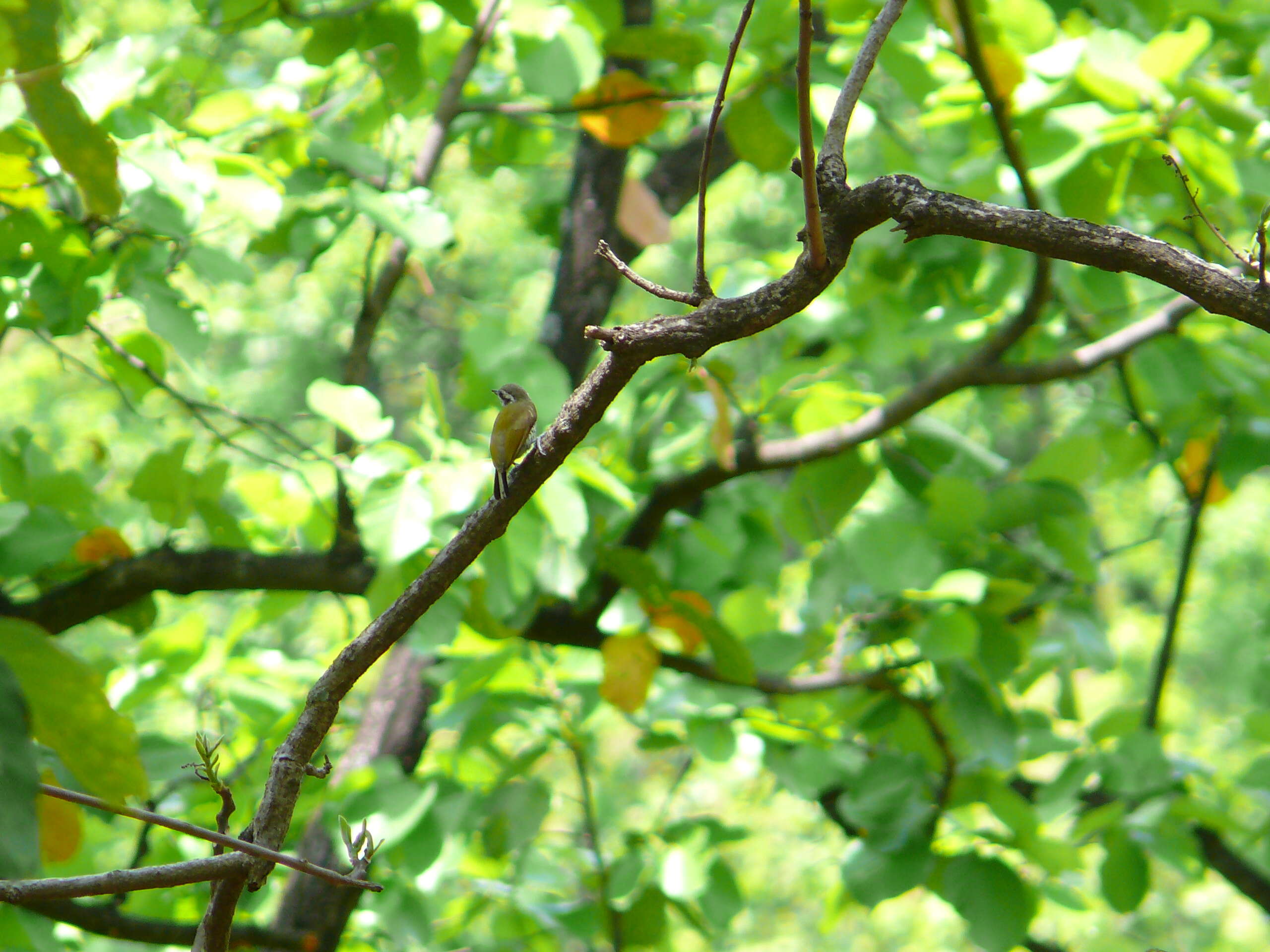 Image of Dendrocopos canicapillus