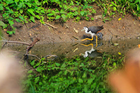 Image of White-breasted Waterhen