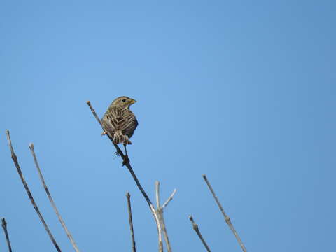 Image of Corn Bunting