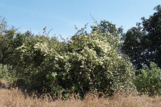 Image of Clematis javana DC.