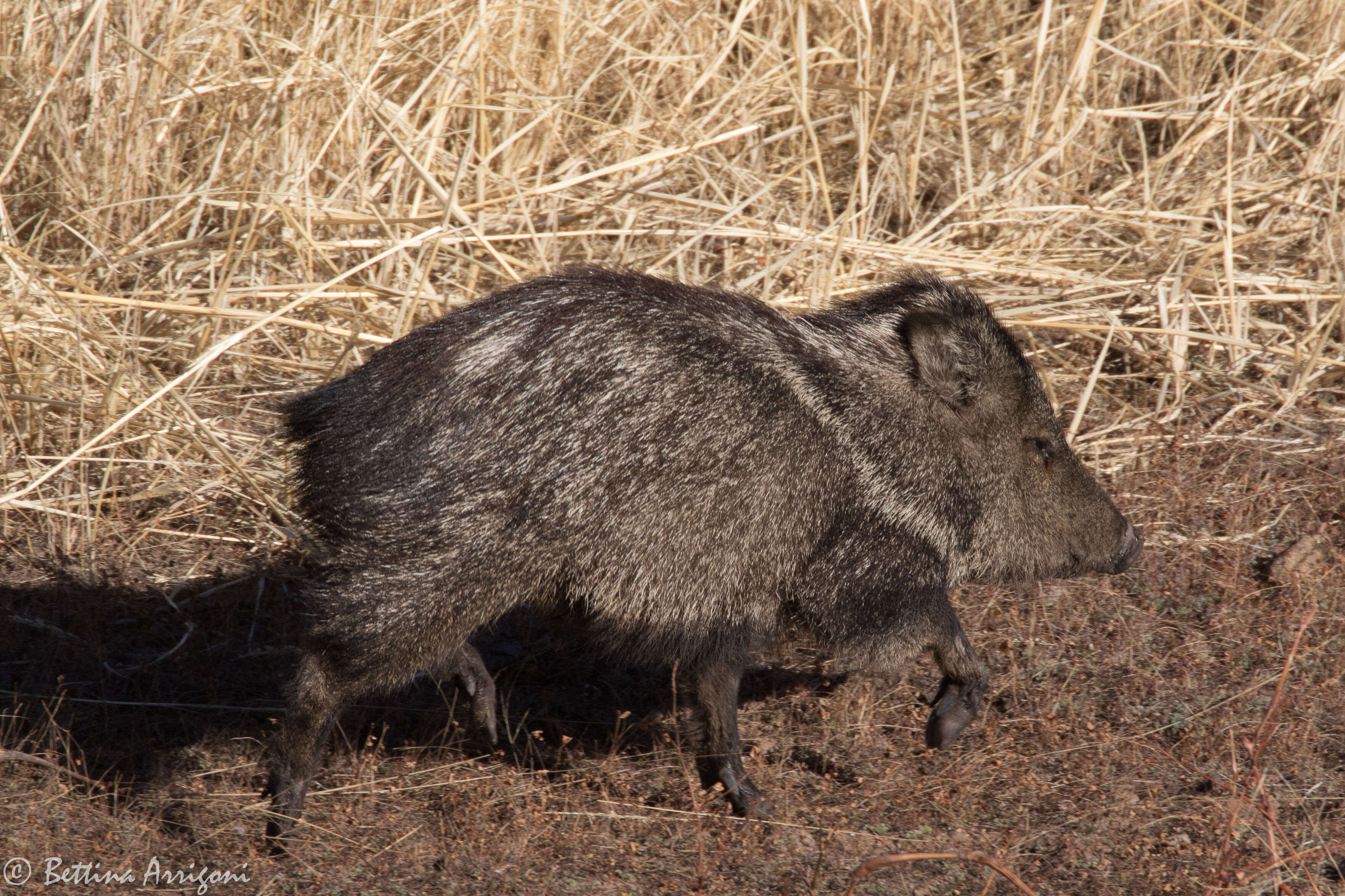 Image of peccaries