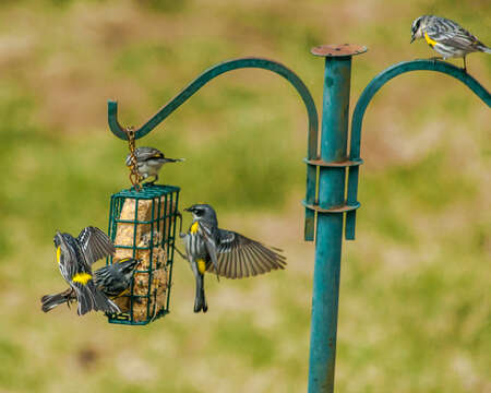 Image of Myrtle Warbler