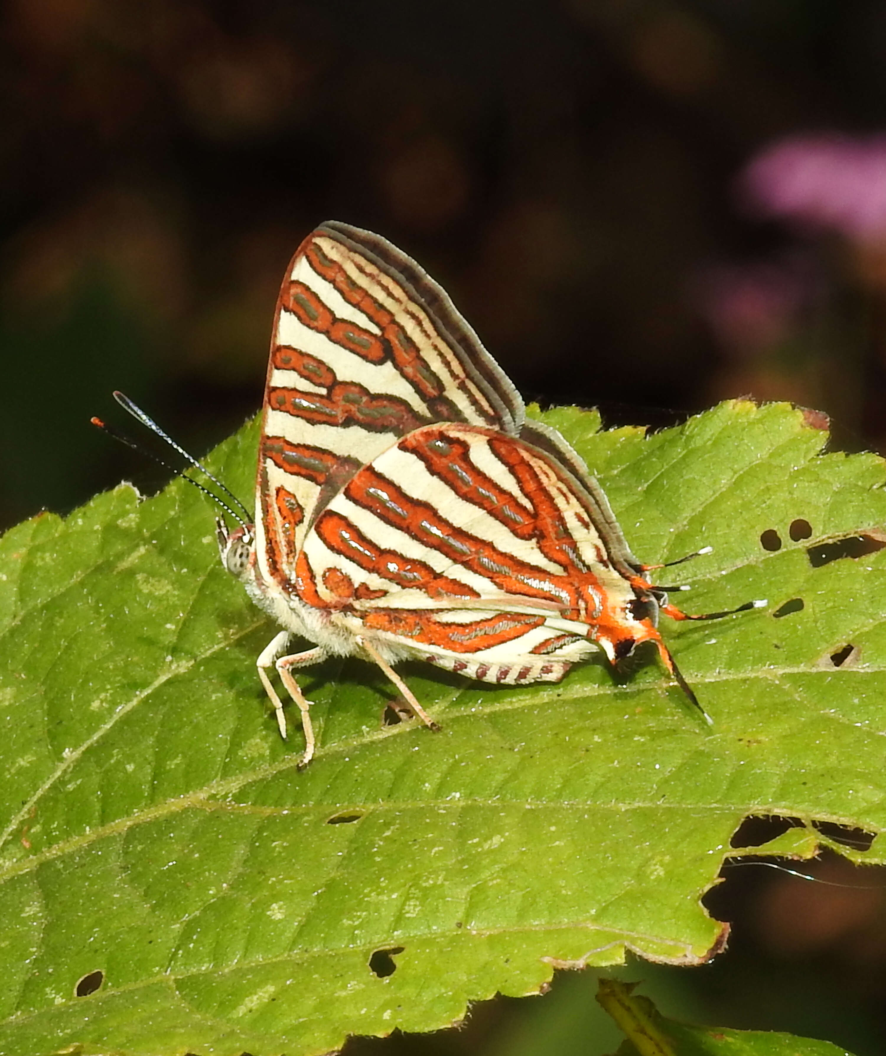 Слика од Cigaritis schistacea