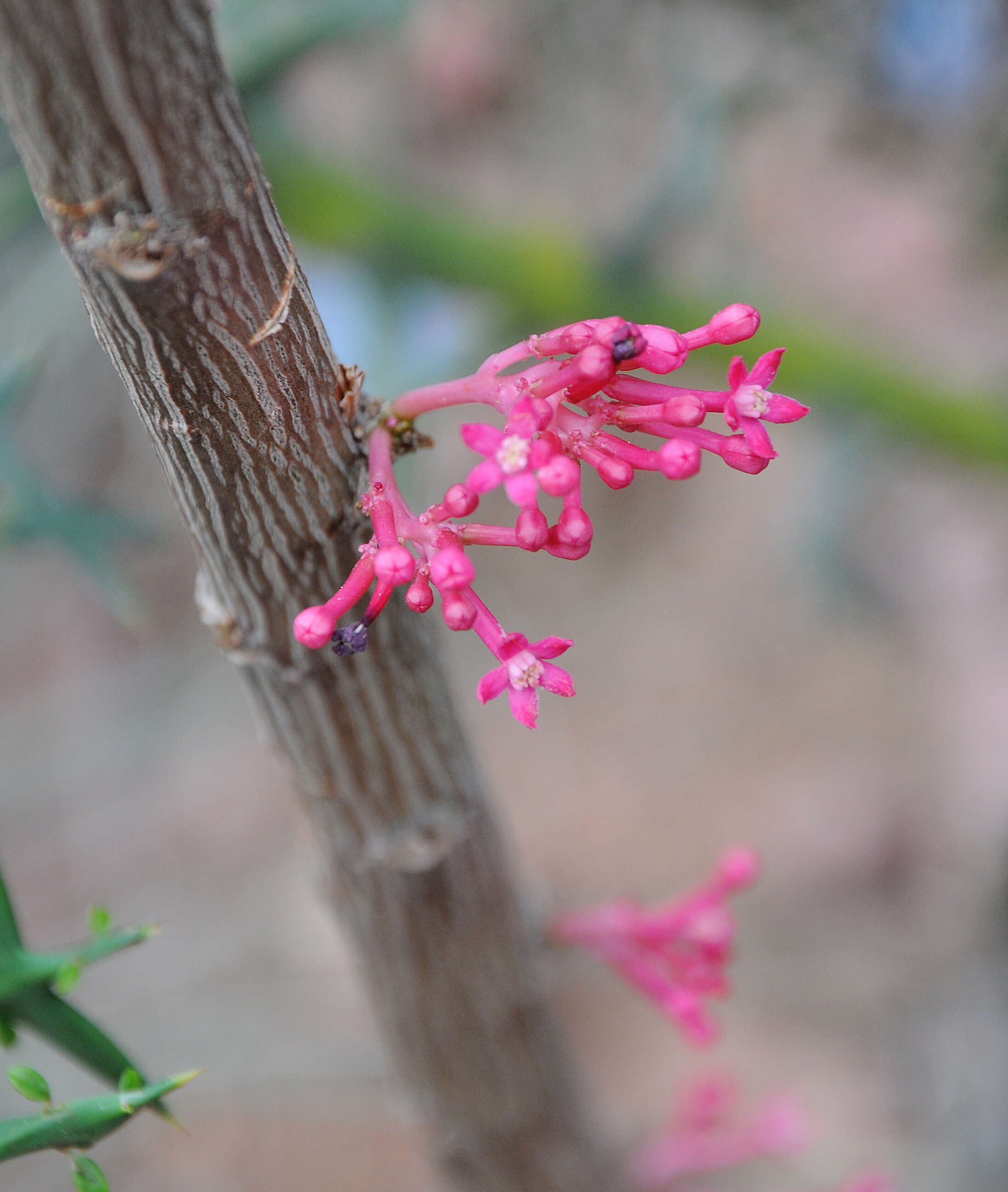 Image of Vasconcellea parviflora A. DC.