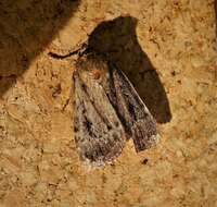 Image of copper underwing