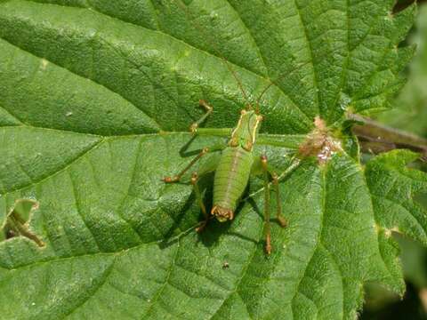 Image of speckled bush-cricket