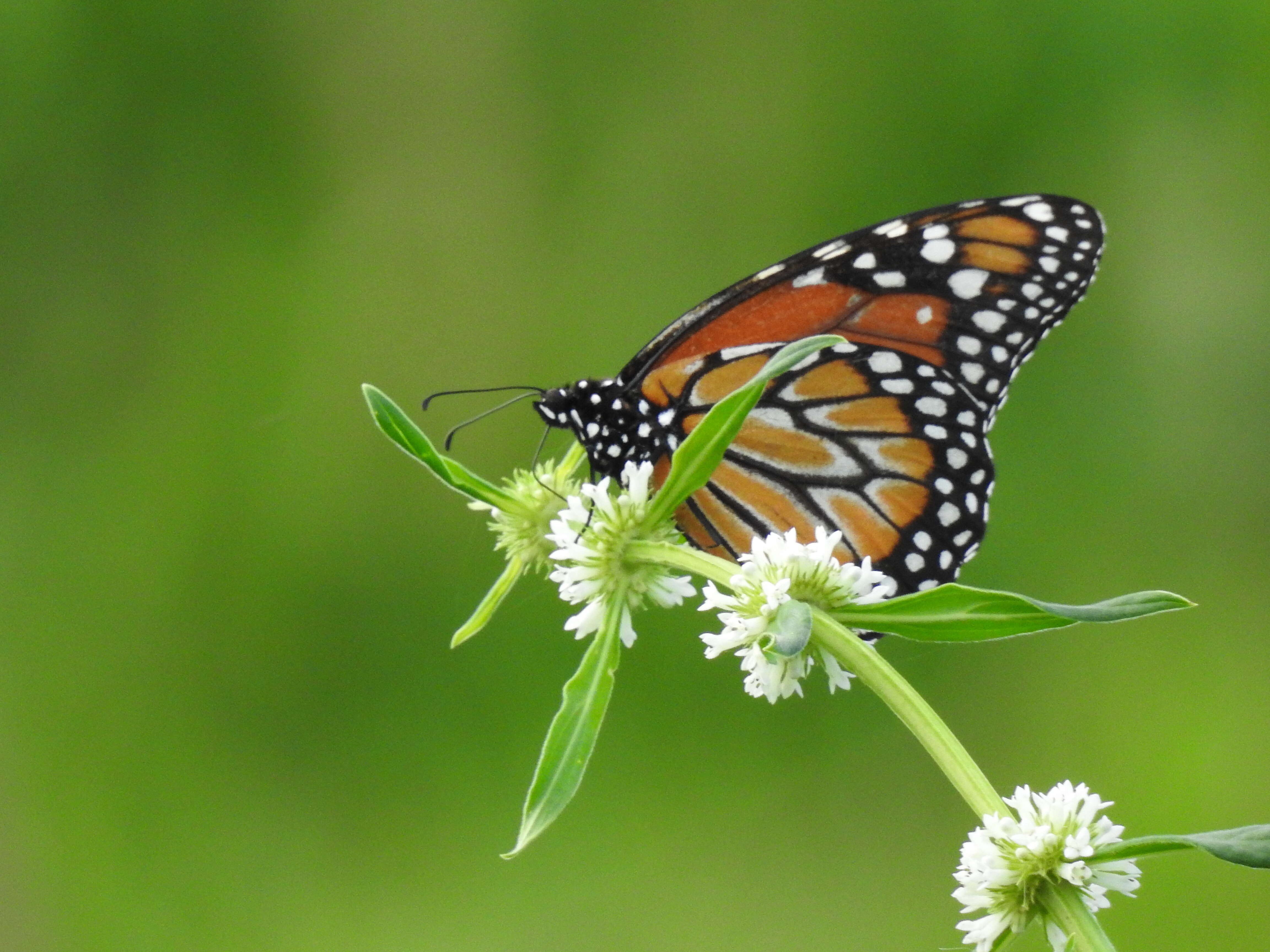 Sivun Danaus (Anosia) erippus Cramer 1775 kuva