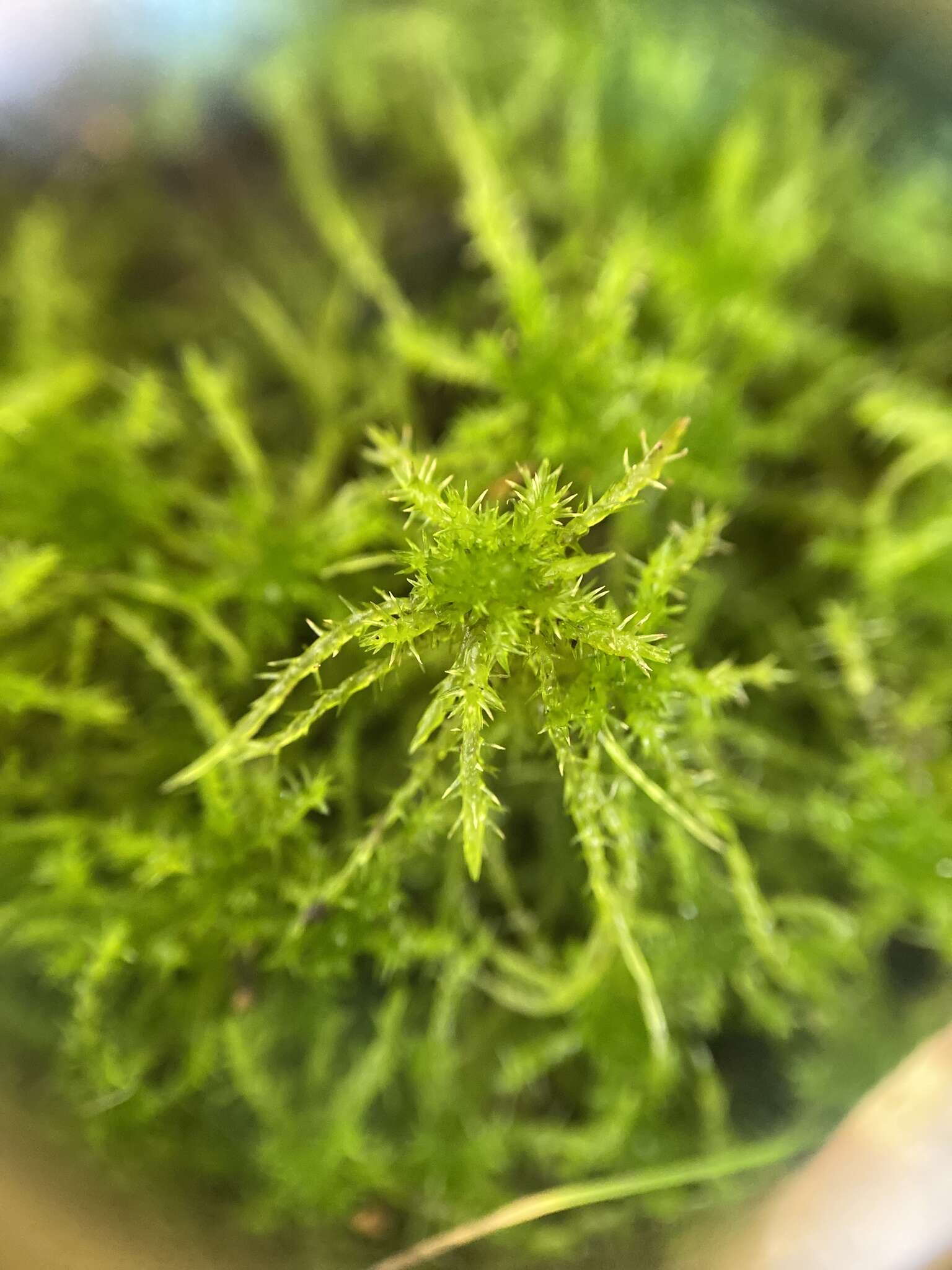 Image of sphagnum