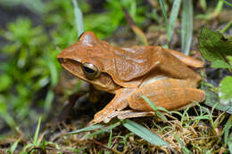 Image of Hong Kong Whipping Frog