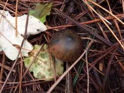 Image of Psilocybe aucklandiae Guzmán, C. C. King & Bandala 1991