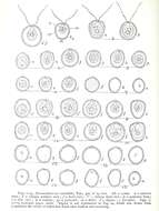 Image of Dysmorphococcus Takeda 1916