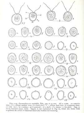 Dysmorphococcus Takeda 1916 resmi