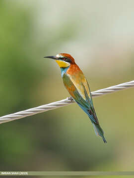 Image of bee-eater, european bee-eater