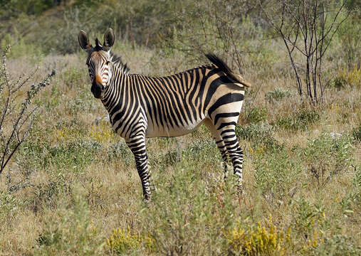 Image of Cape mountain zebra